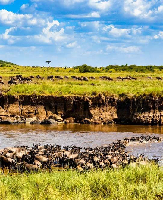 Tanzania Safari Experience