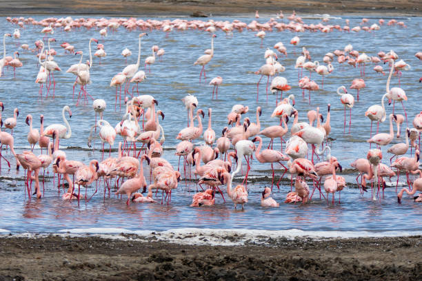 3-day Tanzania safari through Tarangire, Lake Manyara and Ngorongoro Crater