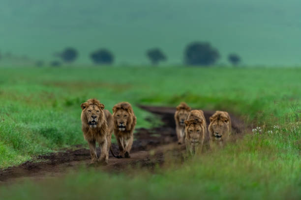 2-day Tanzania safari game drive in Tarangire and Ngorongoro Crater