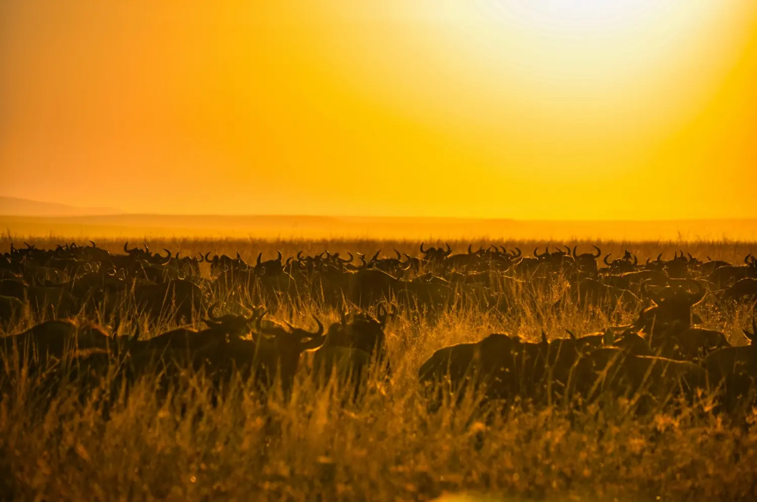 9-day Tanzania northern circuit safari with Zanzibar extension