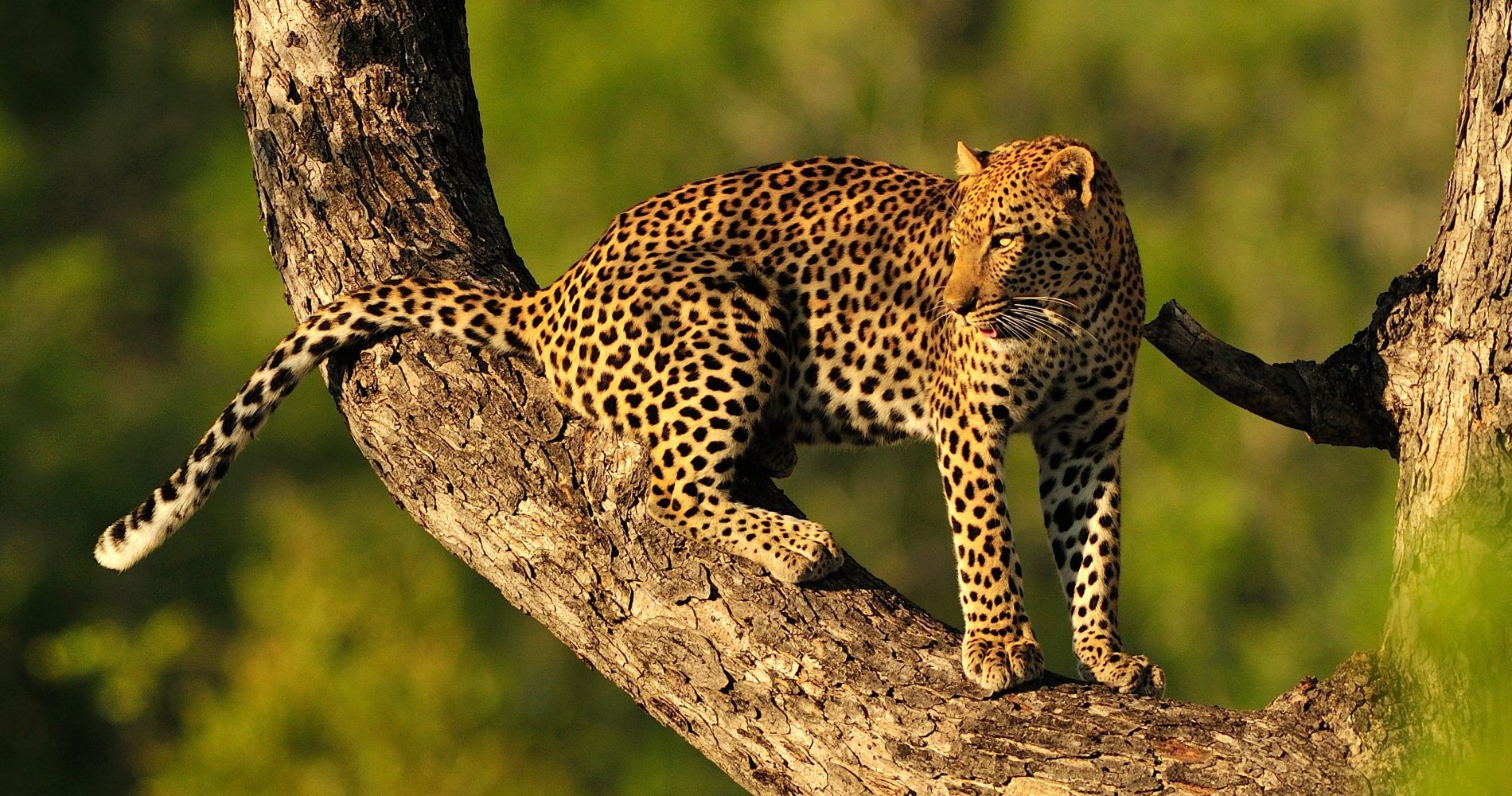 8-day Tanzania safari and Zanzibar beach extension