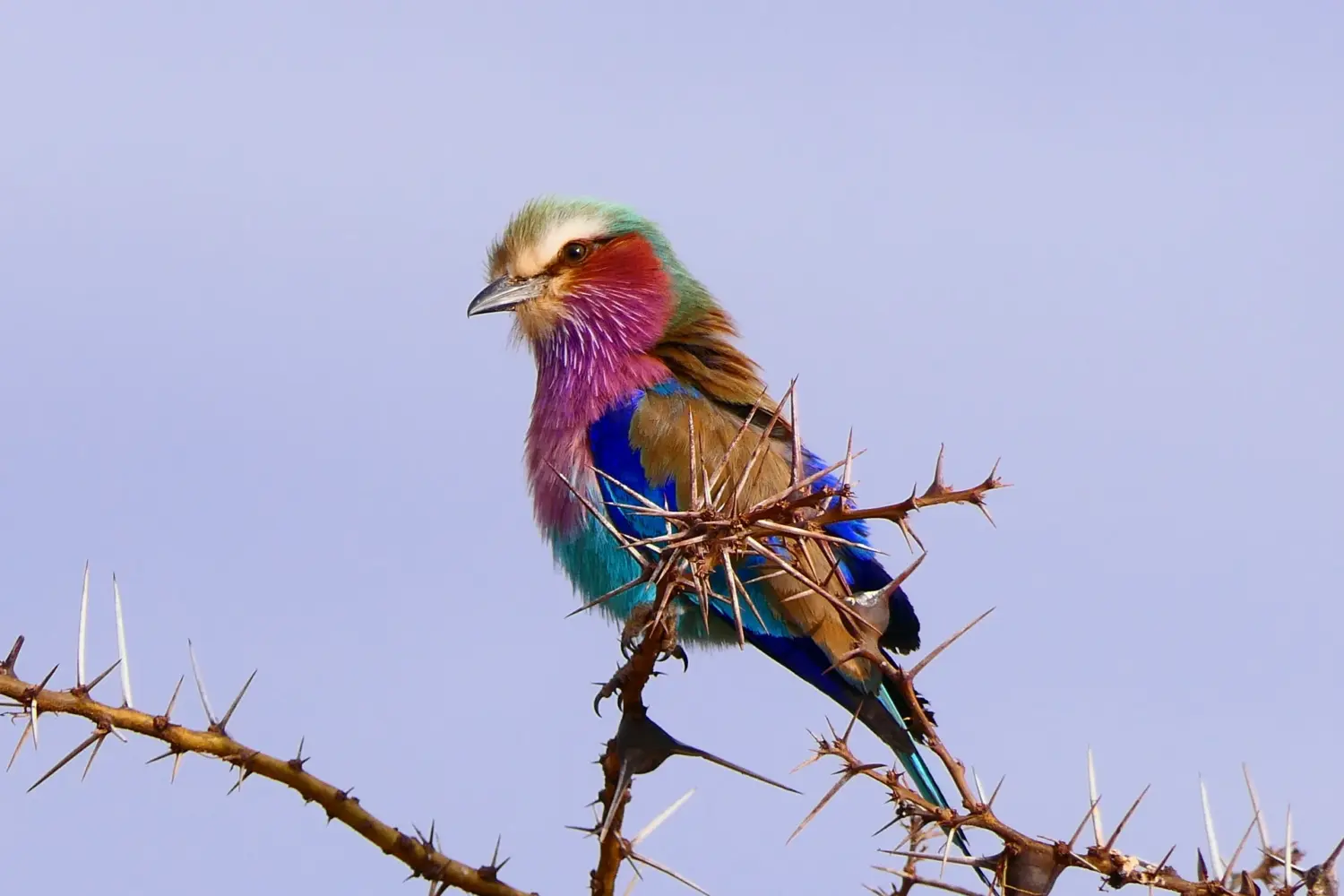 6-day Tanzania safari across Tarangire, Serengeti, Ngorongoro and Lake Manyara