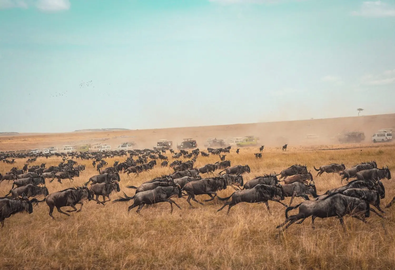 5-day Tanzania safari across Tarangire, Serengeti and Ngorongoro