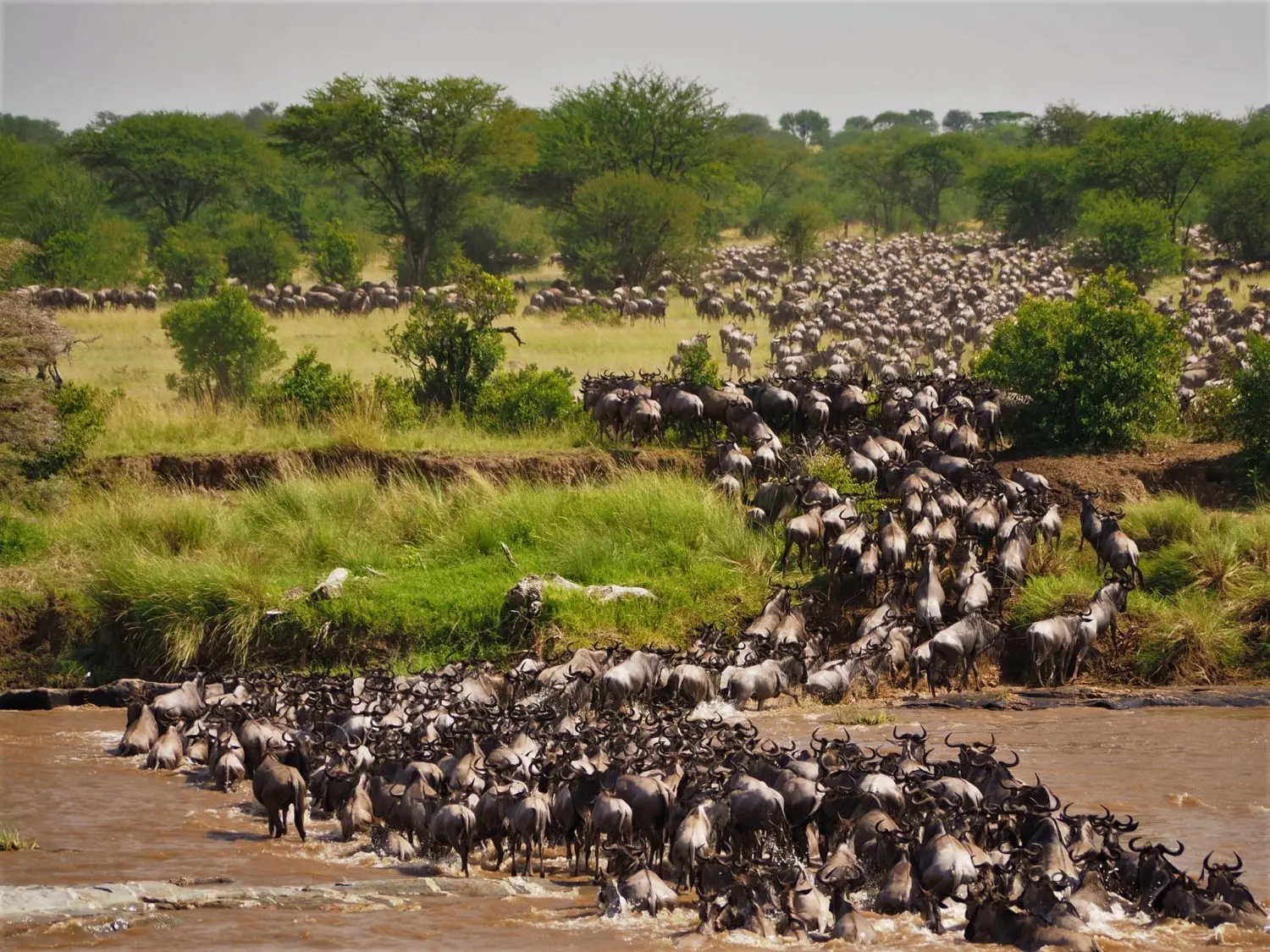4-day Tanzania safari through Serengeti National Park and Ngorongoro Crater